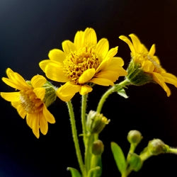arnica montana ingrédient complexe capiloxedyl FORVIL